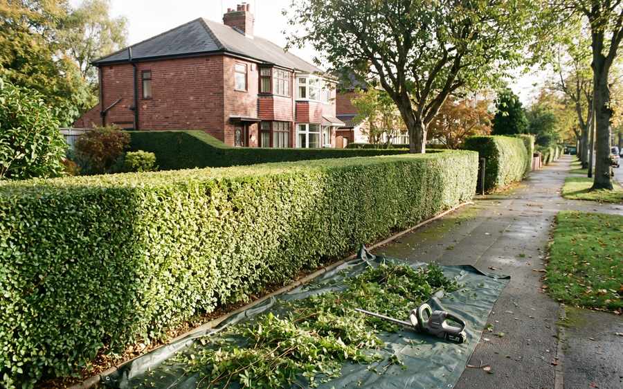 A long privet hedge cut level along the top with crisp square sides, clippings on a ground sheet at its foot