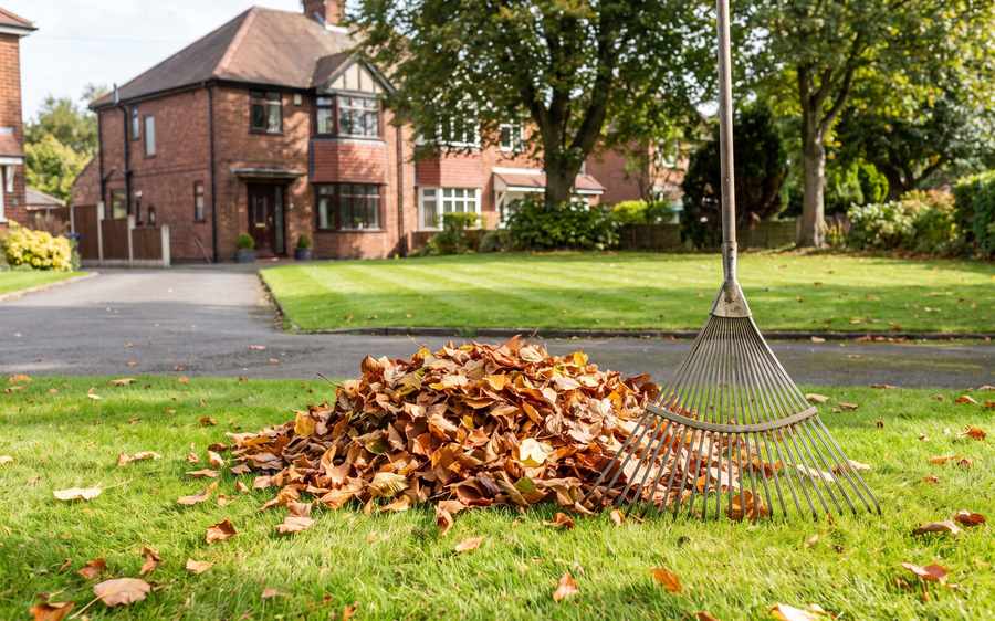 A heap of swept autumn leaves on a mown lawn with a leaf rake standing in it and a cleared path beyond